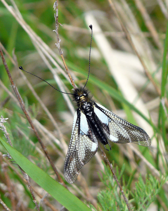 Libelloides coccajus (maschio)